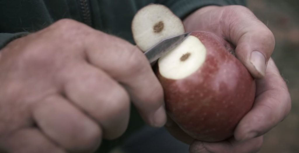 Damage cause by stinkbug Stink Bug Treatment