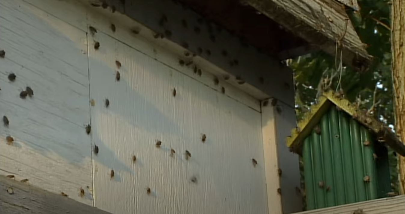 Stink Bug Exterminator Services Atlas Termite & Pest Control