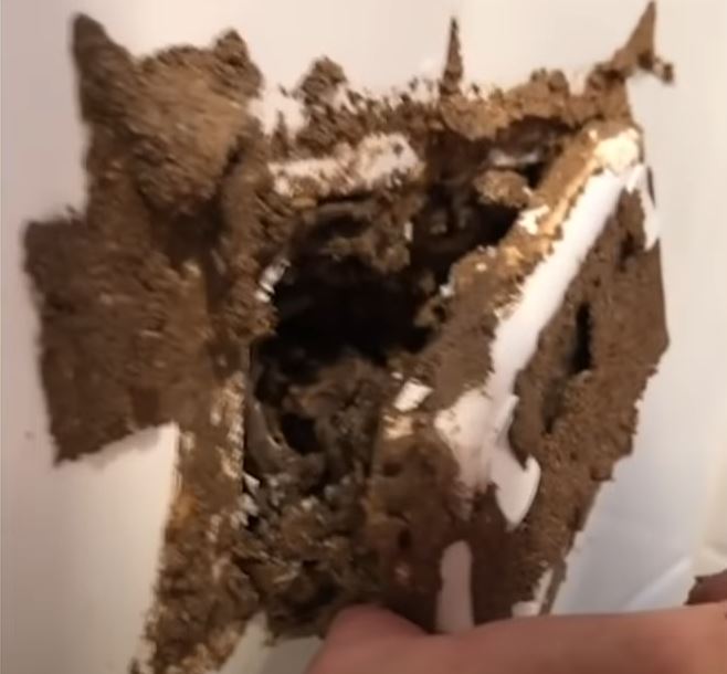 Termite Damage Repair Services