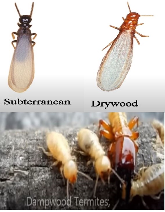 Termite Prevention Services