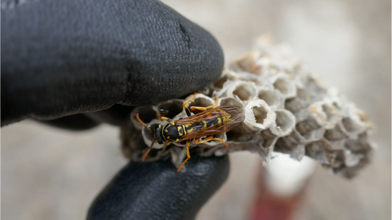 Wasp Nest Removal Techniques in Edmond, OK