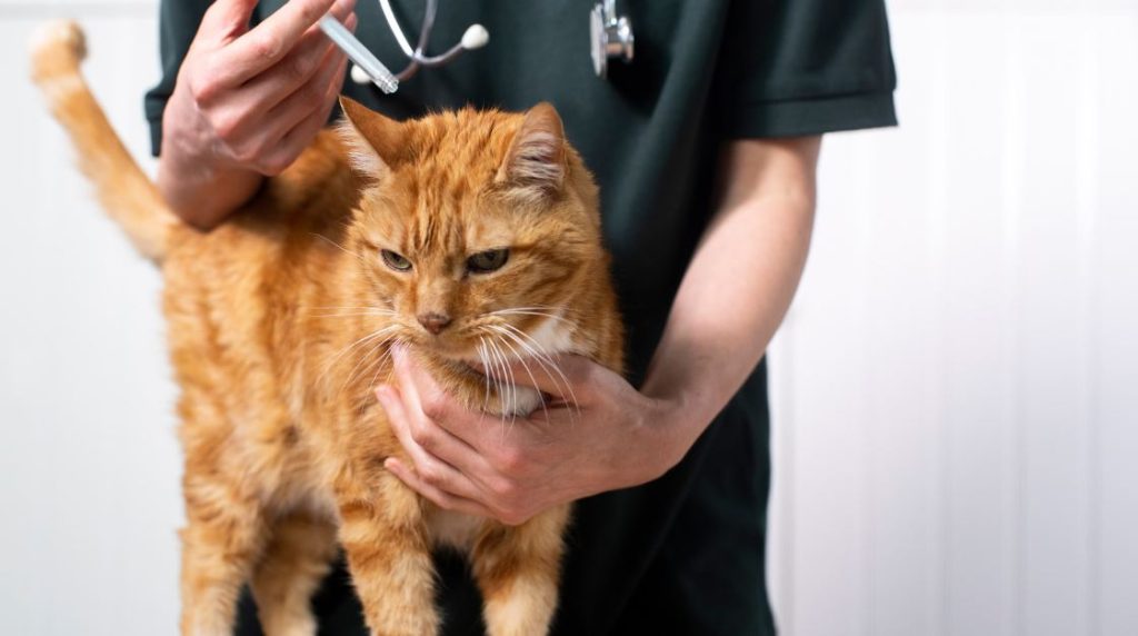 Eradication Of Fleas In Multi Pet Households Quickly photo