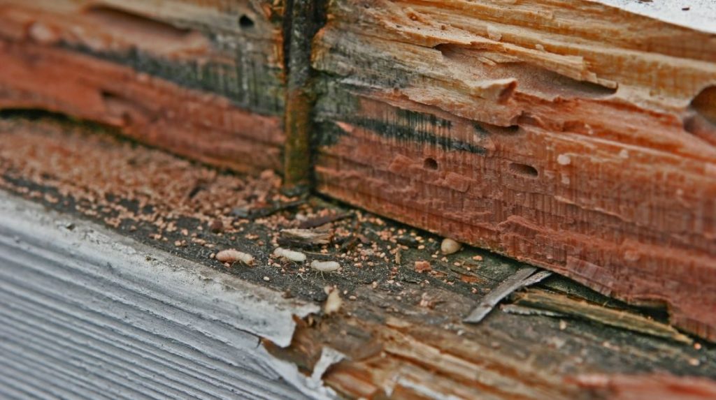 Protecting Your Edmond, OK Home from Termites Signs and Solutions
