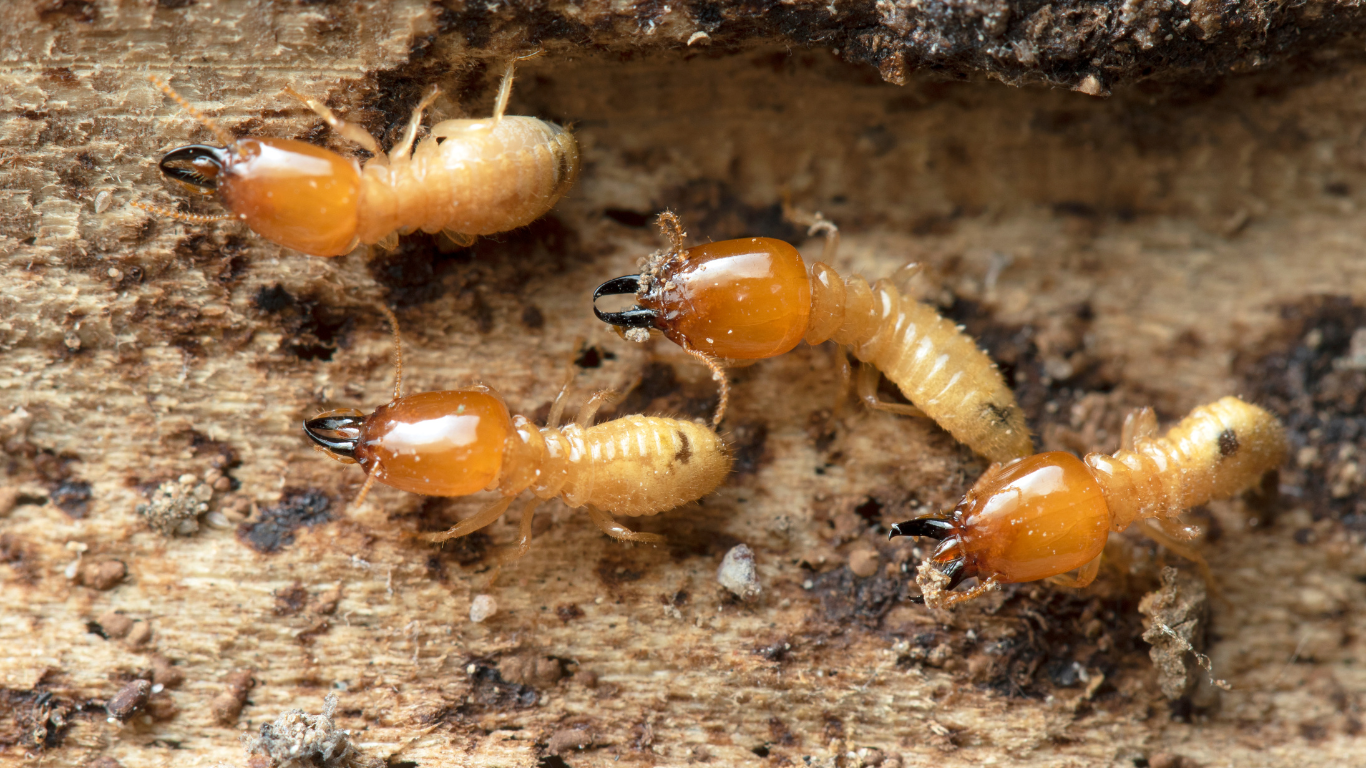What 3 Signs You Might Have Termites in Your Home Termites in your home