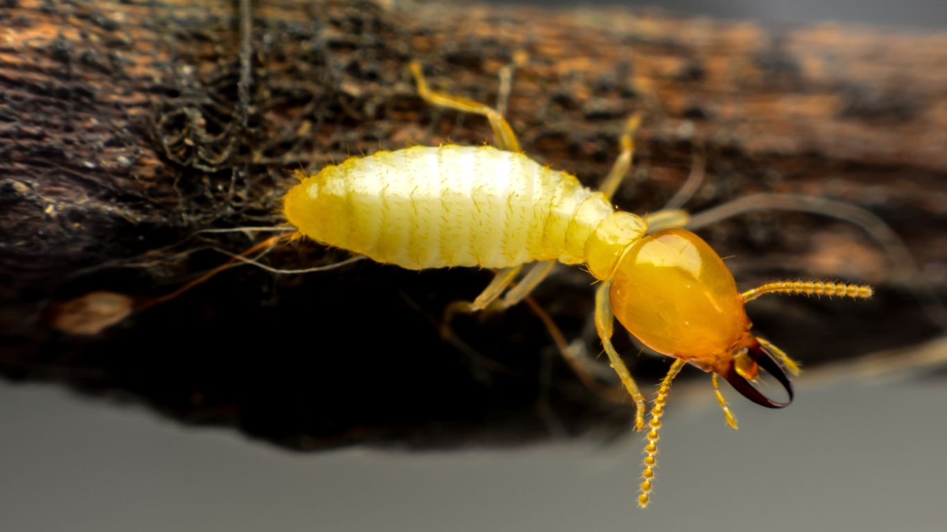 Do Termites Live in Edmond?