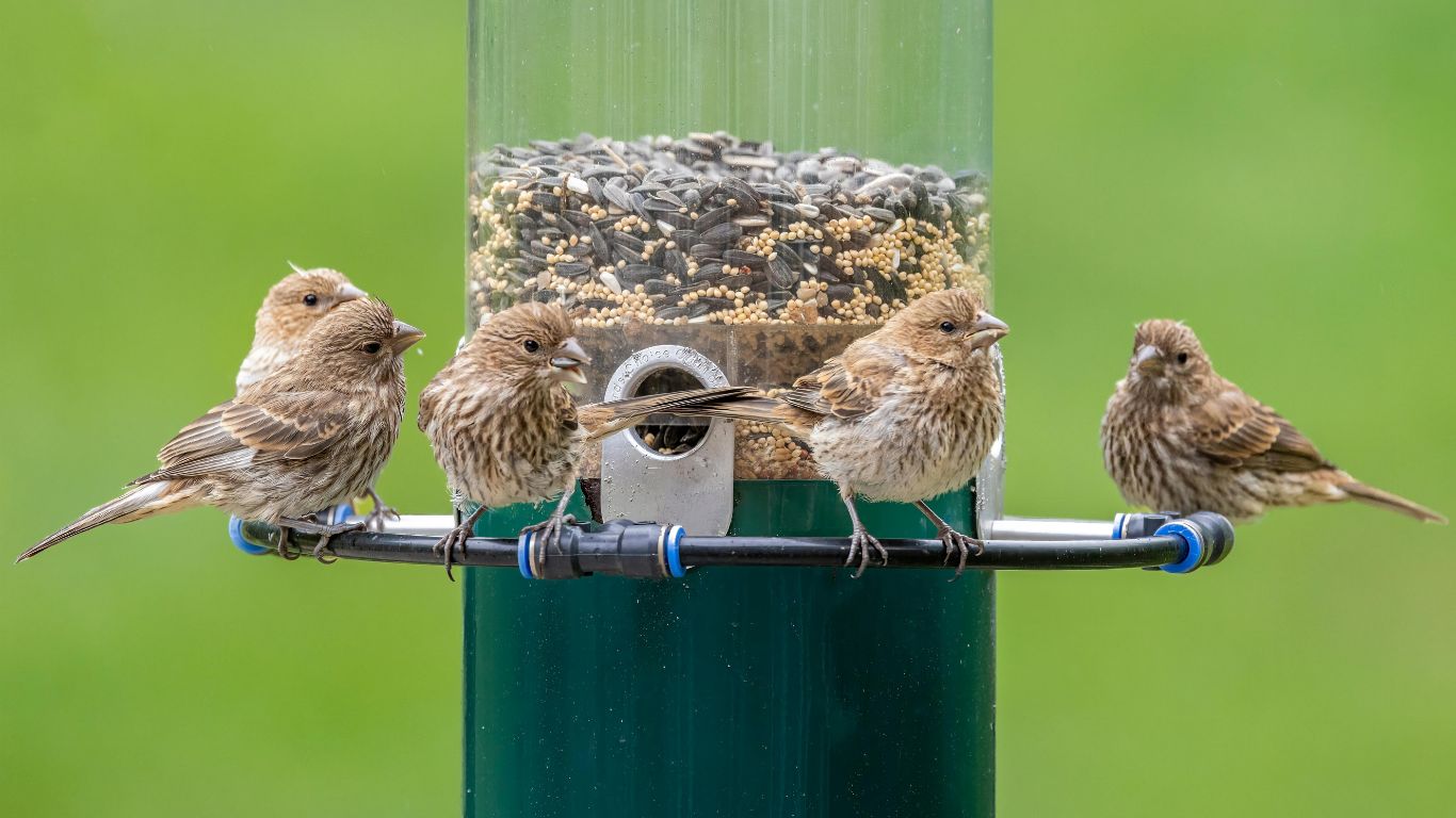 Why Bird Control is Necessary