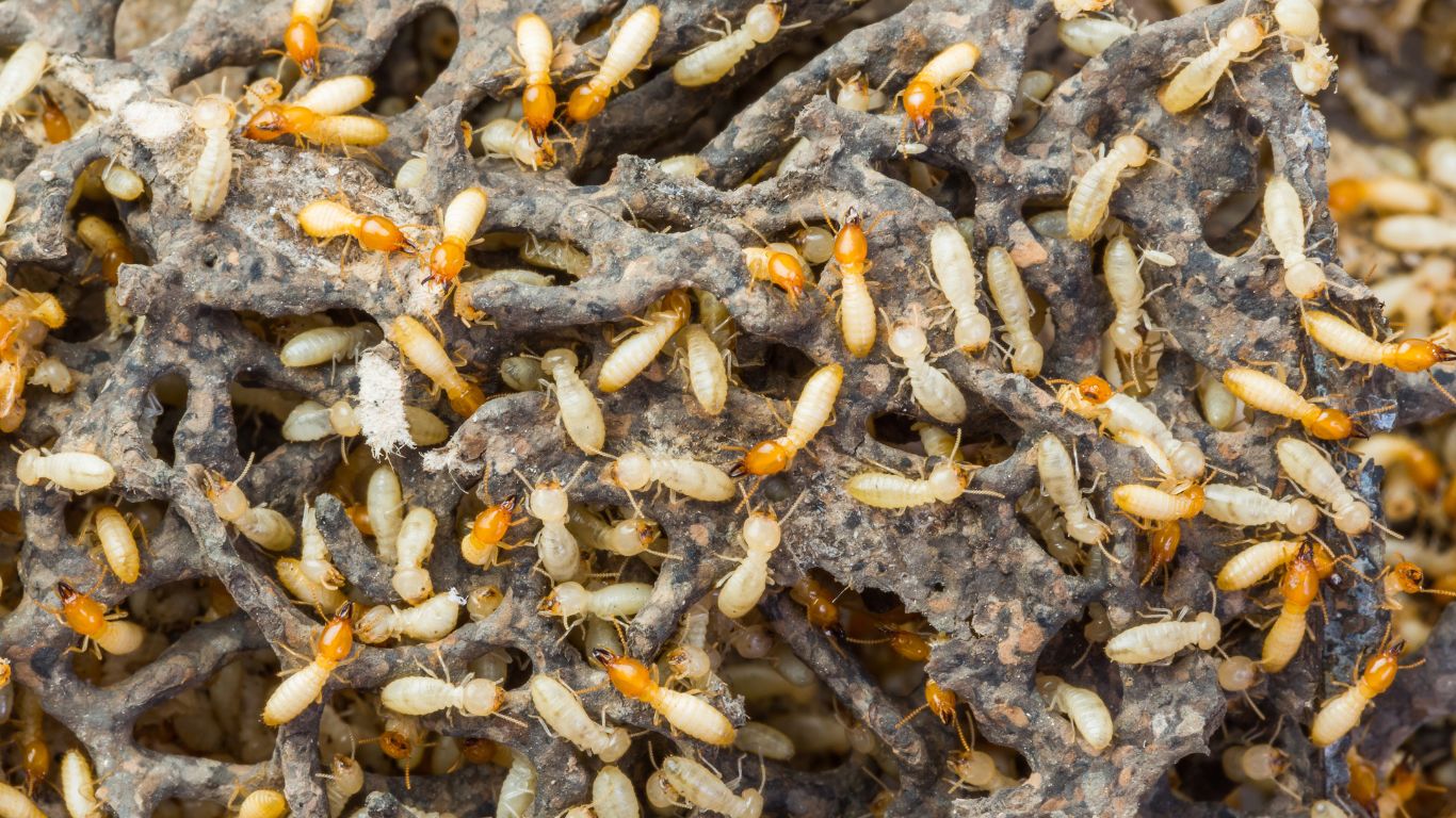 Do Termites Hibernate in the Fall?
