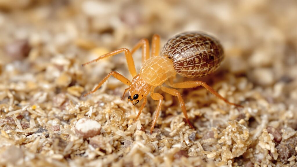 Mite Exterminator Services in the OKC Metro Area